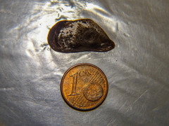 Brachidontes pharaonis