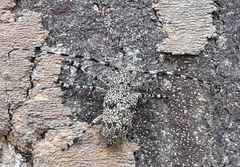 Coptops leucostictica