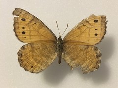 Oeneis chryxus chryxus