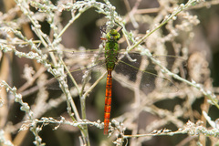 Anax longipes