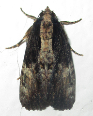 Aedia squamosa