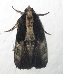 Aedia squamosa
