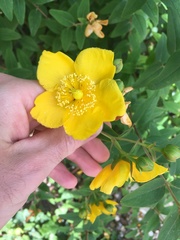 Hypericum ascyron