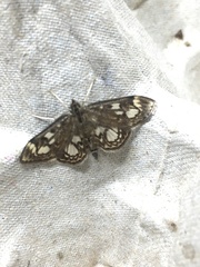 Anania coronata