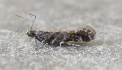 Aristotelia rubidella