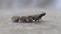 Aristotelia rubidella