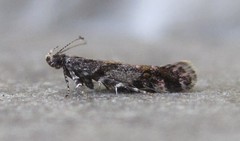 Aristotelia rubidella