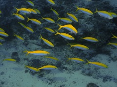 Caesio xanthonota
