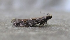 Aristotelia rubidella