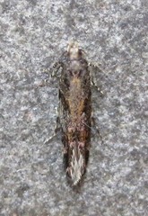 Aristotelia rubidella