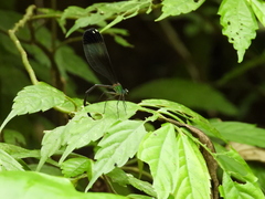 Psolodesmus mandarinus