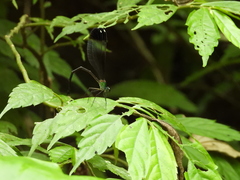 Psolodesmus mandarinus