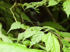 Psolodesmus mandarinus