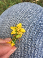 Hypericum × desetangsii