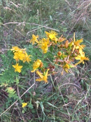 Hypericum × desetangsii