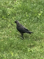 Corvus monedula