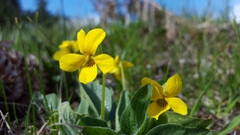 Viola praemorsa