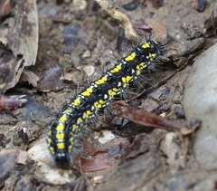 Callimorpha dominula