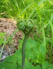 Pteridium latiusculum japonicum