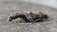 Proteoteras crescentana