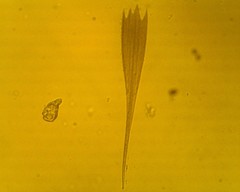 Lepidoptera