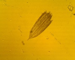 Lepidoptera