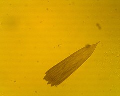 Lepidoptera