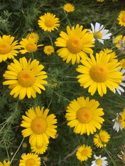 Cota tinctoria