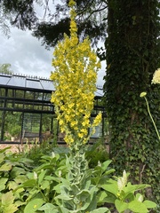 Verbascum speciosum