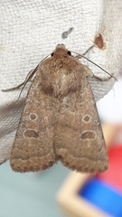 Hoplodrina octogenaria