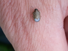 Neottiglossa pusilla