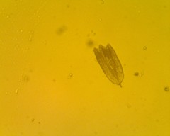 Lepidoptera