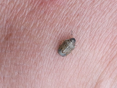 Neottiglossa pusilla