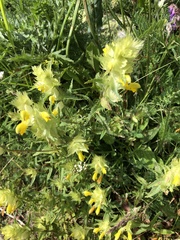 Rhinanthus alectorolophus