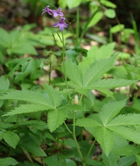 Cardamine pentaphyllos