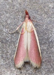 Peoria approximella
