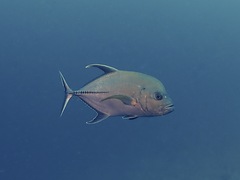 Caranx lugubris