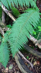 Dryopteris affinis