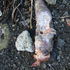 Pseudophycis bachus