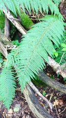 Dryopteris affinis