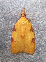 Cenopis directana