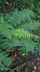 Dryopteris affinis