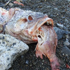 Caesioperca lepidoptera
