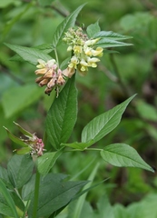 Vicia oroboides