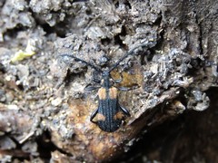 Pteroplatus