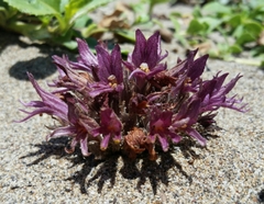 Aphyllon californicum californicum