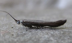 Coleophora deauratella