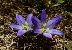 Brodiaea terrestris terrestris