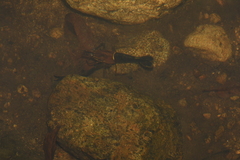 Macrobrachium laevis