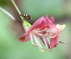 Micropterix